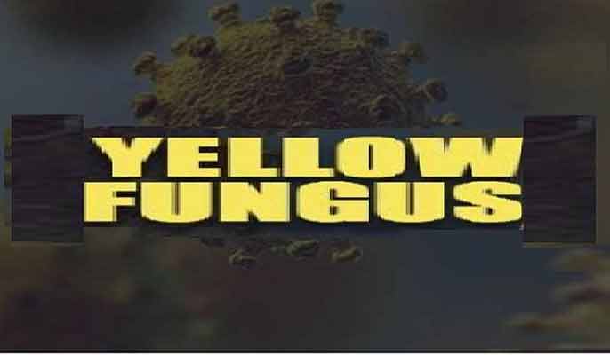 India Battling Yellow Fungus After Black And White Fungus