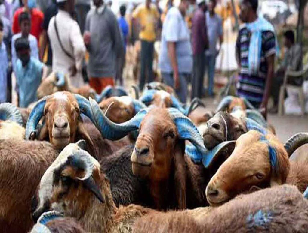 Vikarabad: 60 Goats Killed After Hit by Train