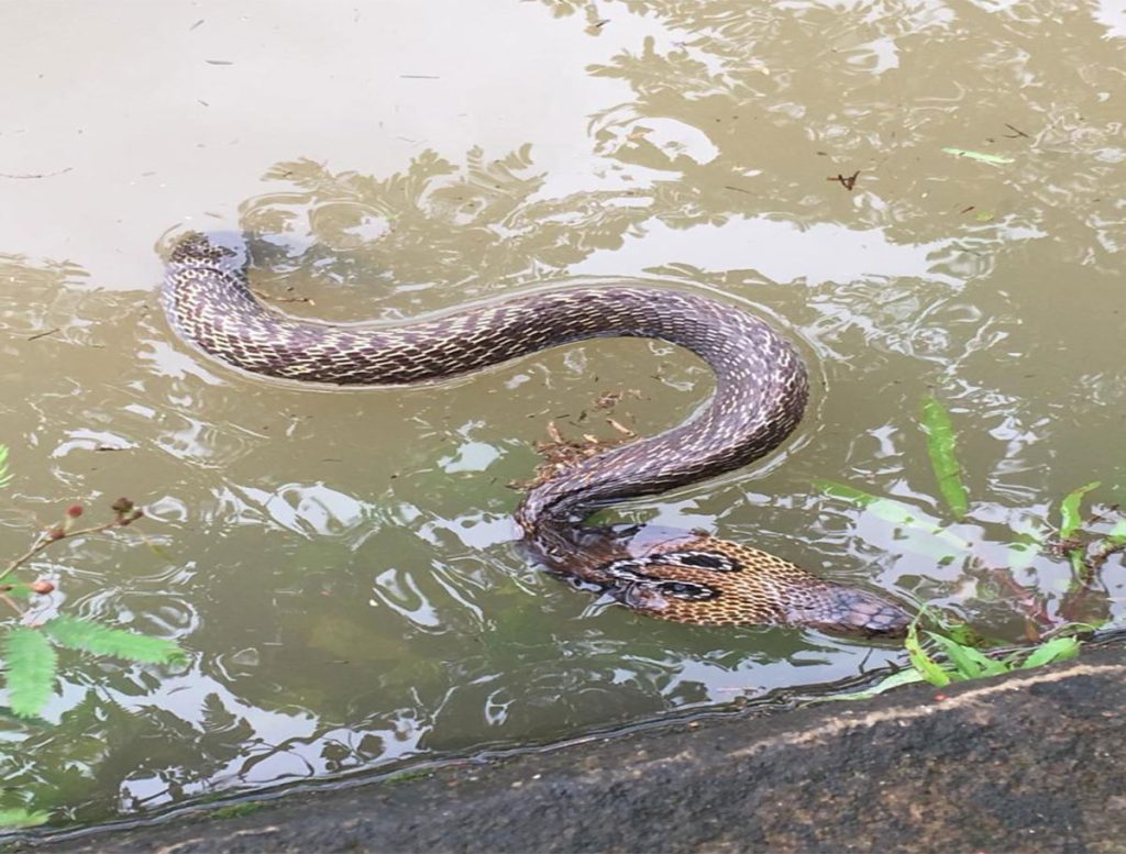 Snakes Enter The House With Floods