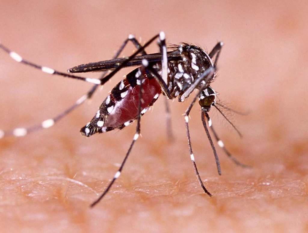 Dengue Creates Panic In Hyderabad