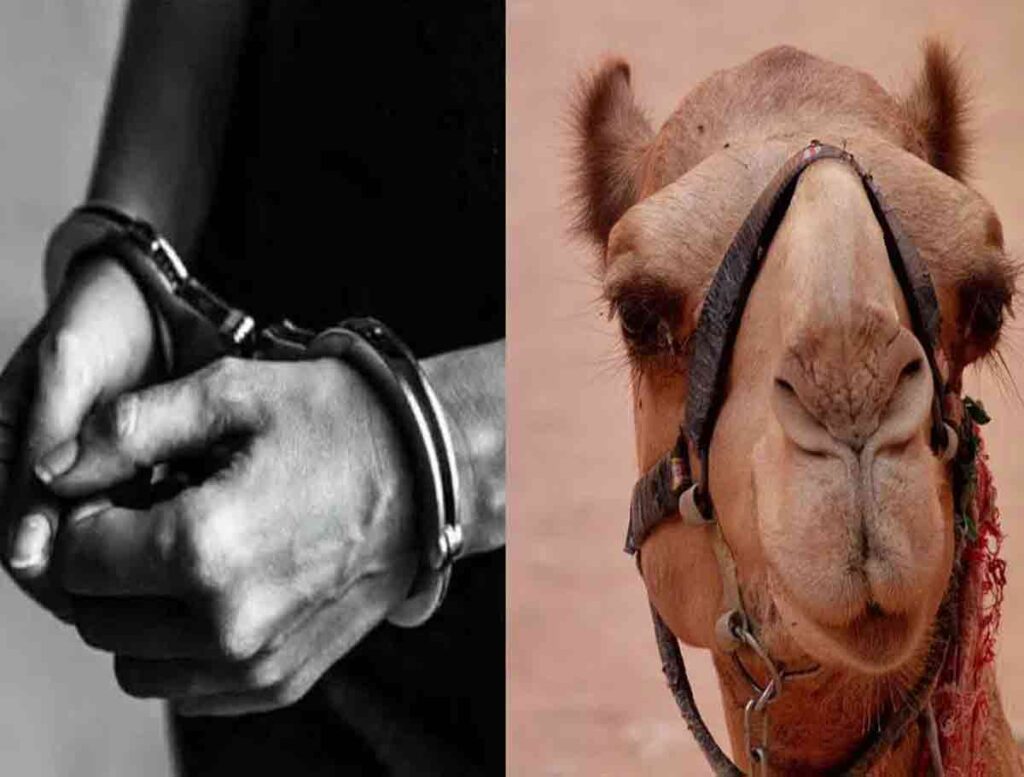 Trio Arrested For Illegal Possession Of 4 Camels In The City | HydNow