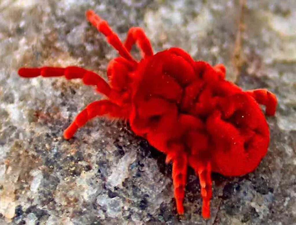 Monsoon Magic: Red Velvet Mites Emerge In Telangana